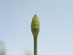 Image of boston horsetail