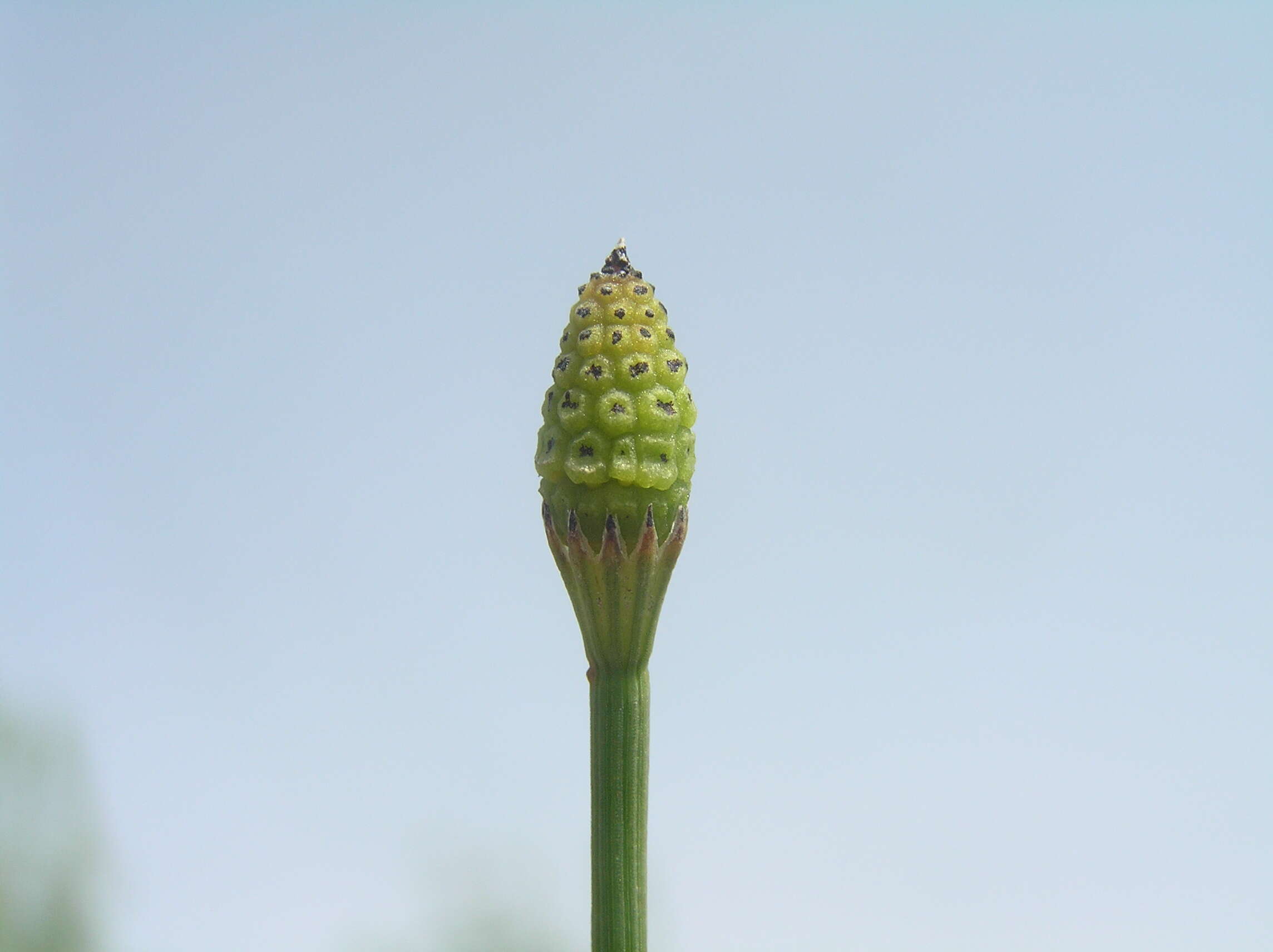 Image of boston horsetail