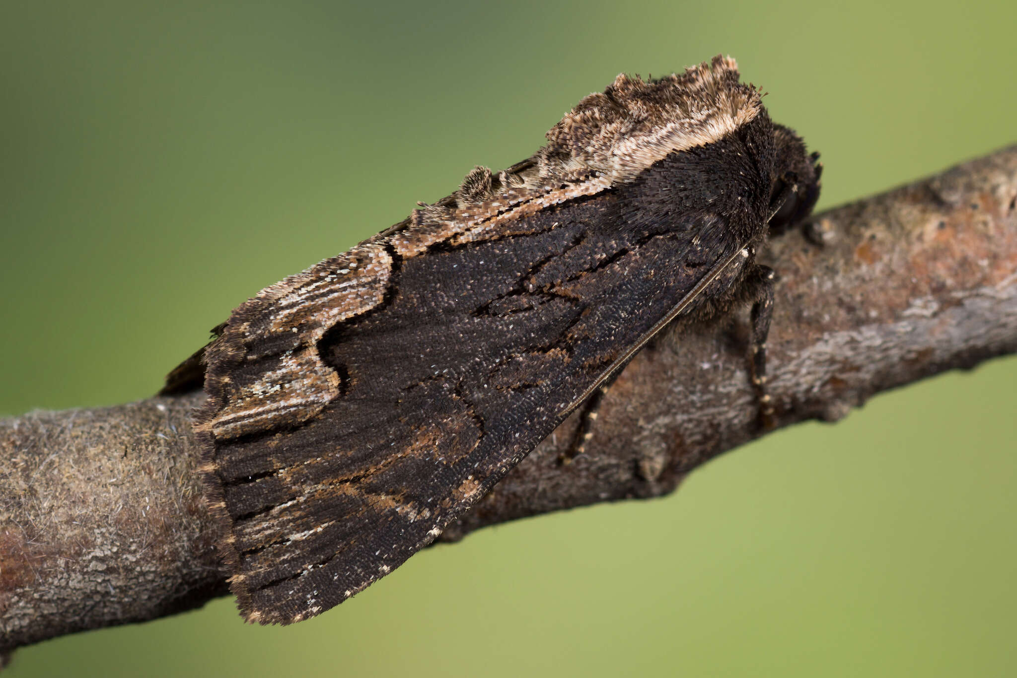 Image de noctuelle hérissée