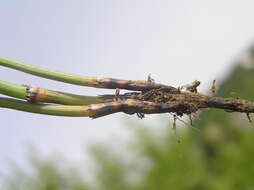 Image of boston horsetail