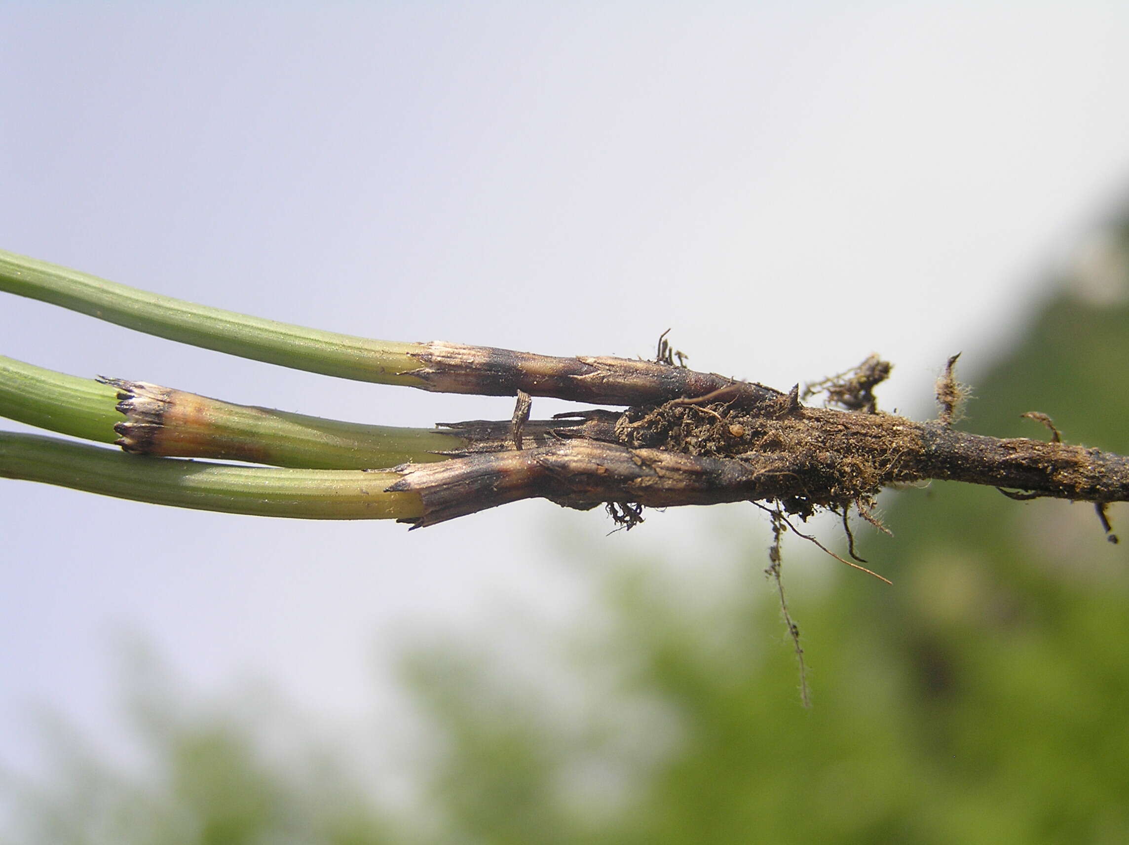 Image of boston horsetail