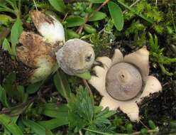 Image of Geastrum minimum Schwein. 1822