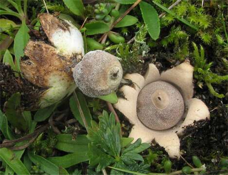 Image of Geastrum minimum Schwein. 1822