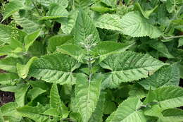 Imagem de Salvia glutinosa L.