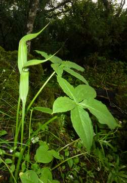 Image of Jacquemont's Cobra-Lily