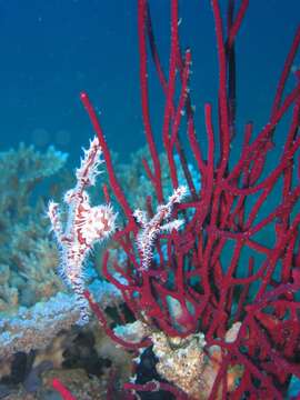 Image of Ornate ghost pipefish