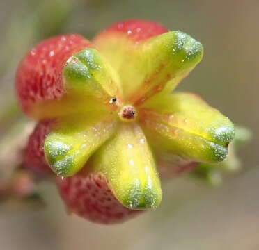 Image of Diosma prama I. Williams