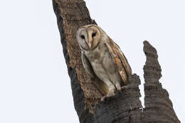 Image de Tyto alba stertens Hartert 1929