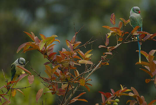 Image of Blue-winged Parakeet