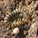 Image of red-headed centipede