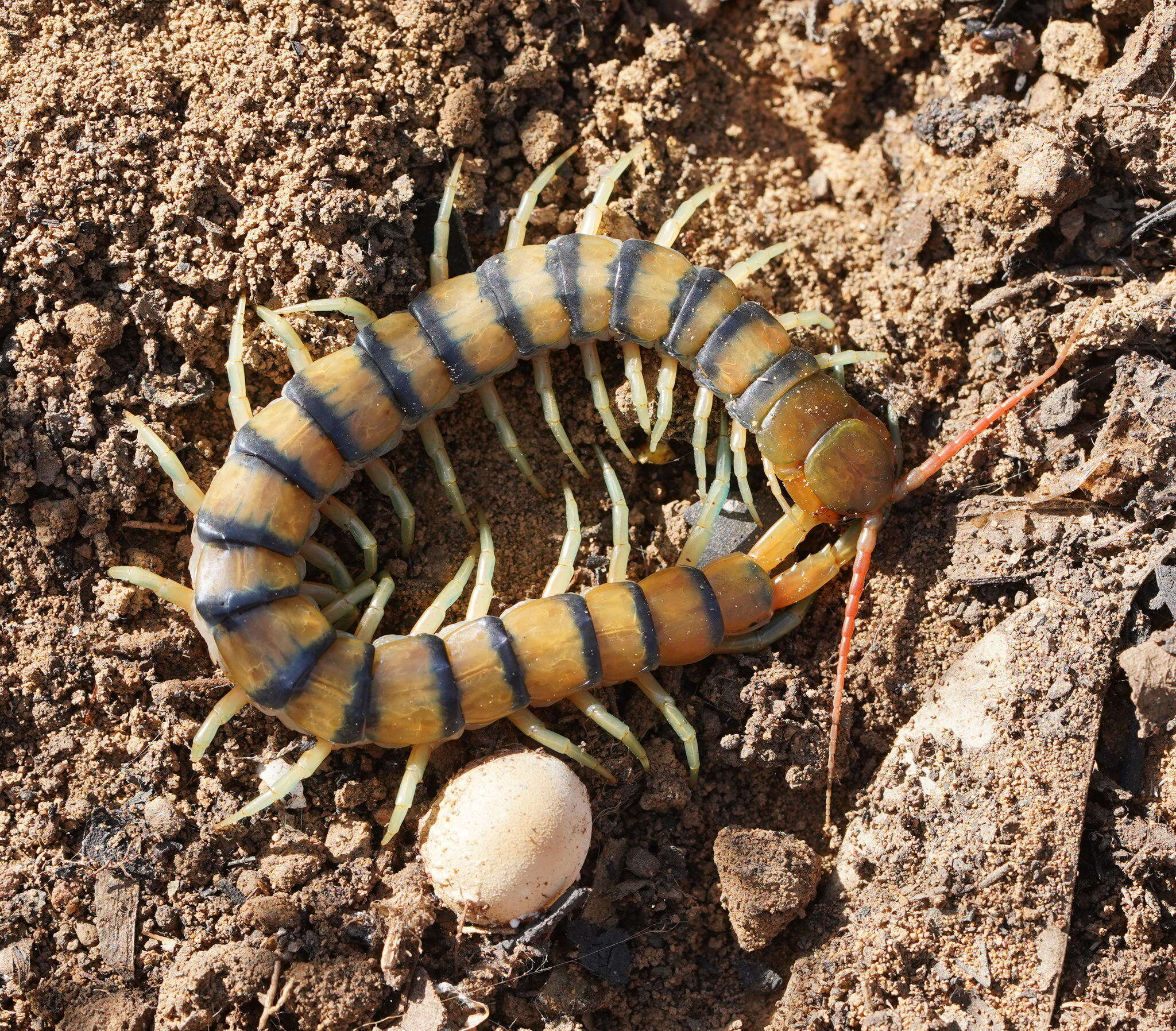 Image of red-headed centipede