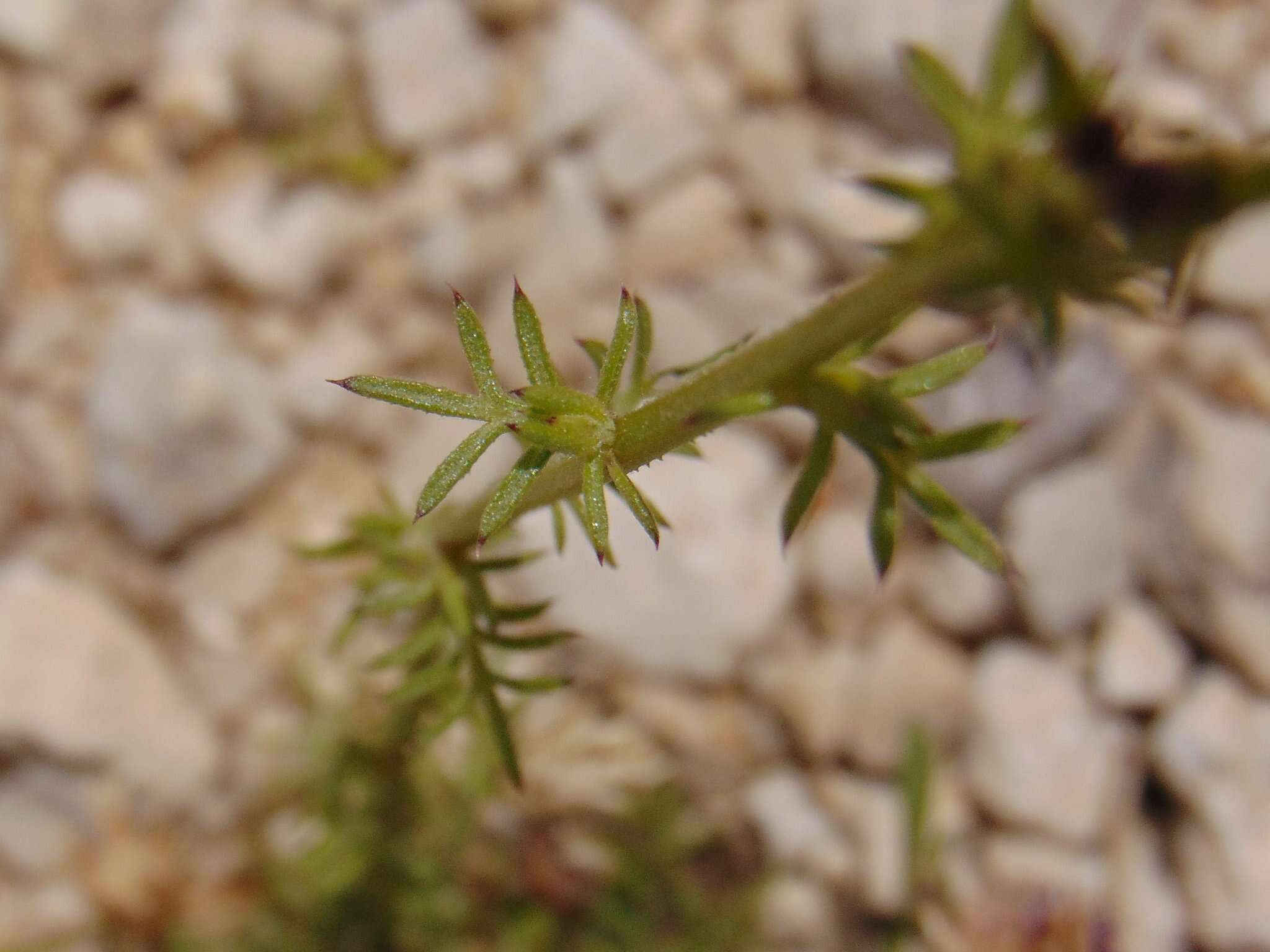 Слика од Centaurea glaberrima Tausch