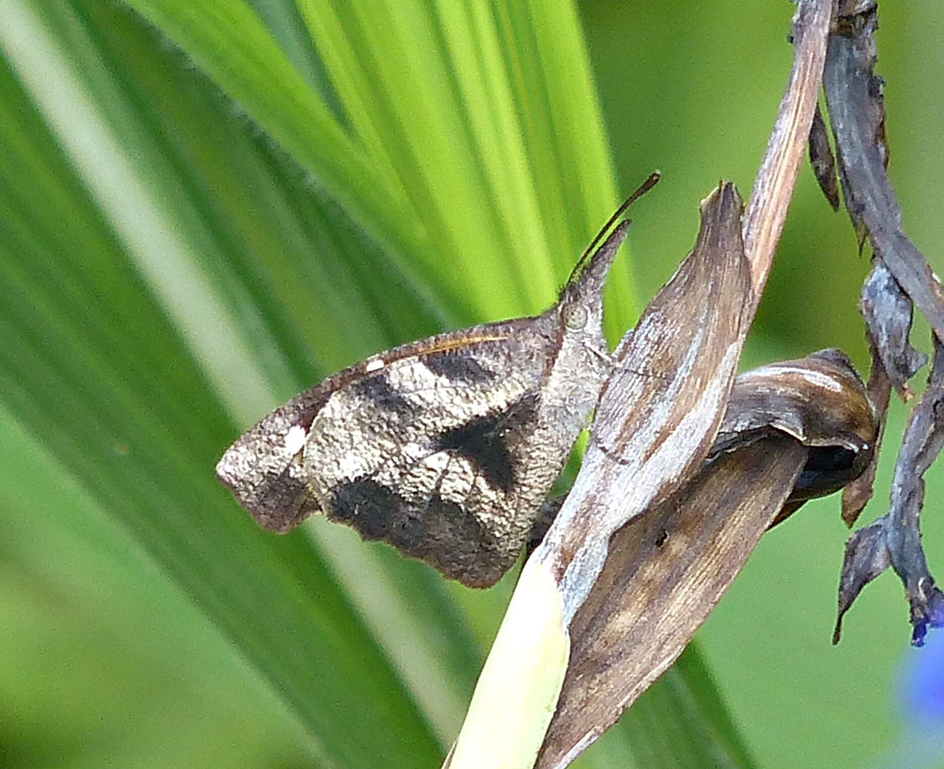 Image of <i>Libytheana <i>carinenta</i></i> carinenta