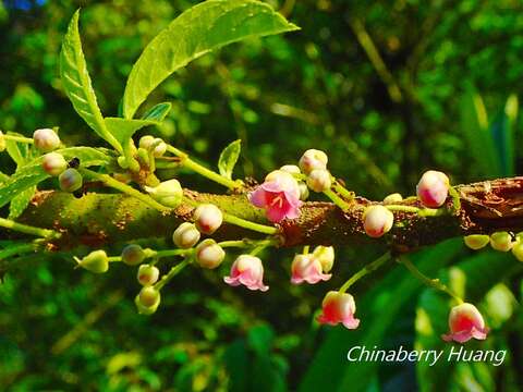 Image of Saurauia tristyla DC.