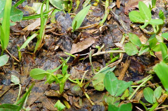 صورة Lithobates sierramadrensis (Taylor 1939)