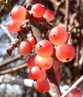 Image of mesquite mistletoe