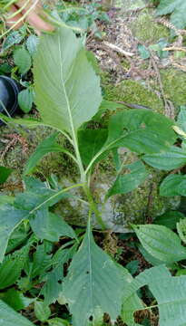 Image of ragleaf