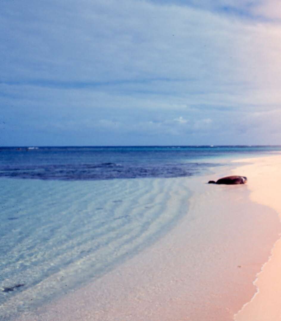 Image of Hawaiian Monk Seal