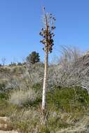 Image of hesperoyucca