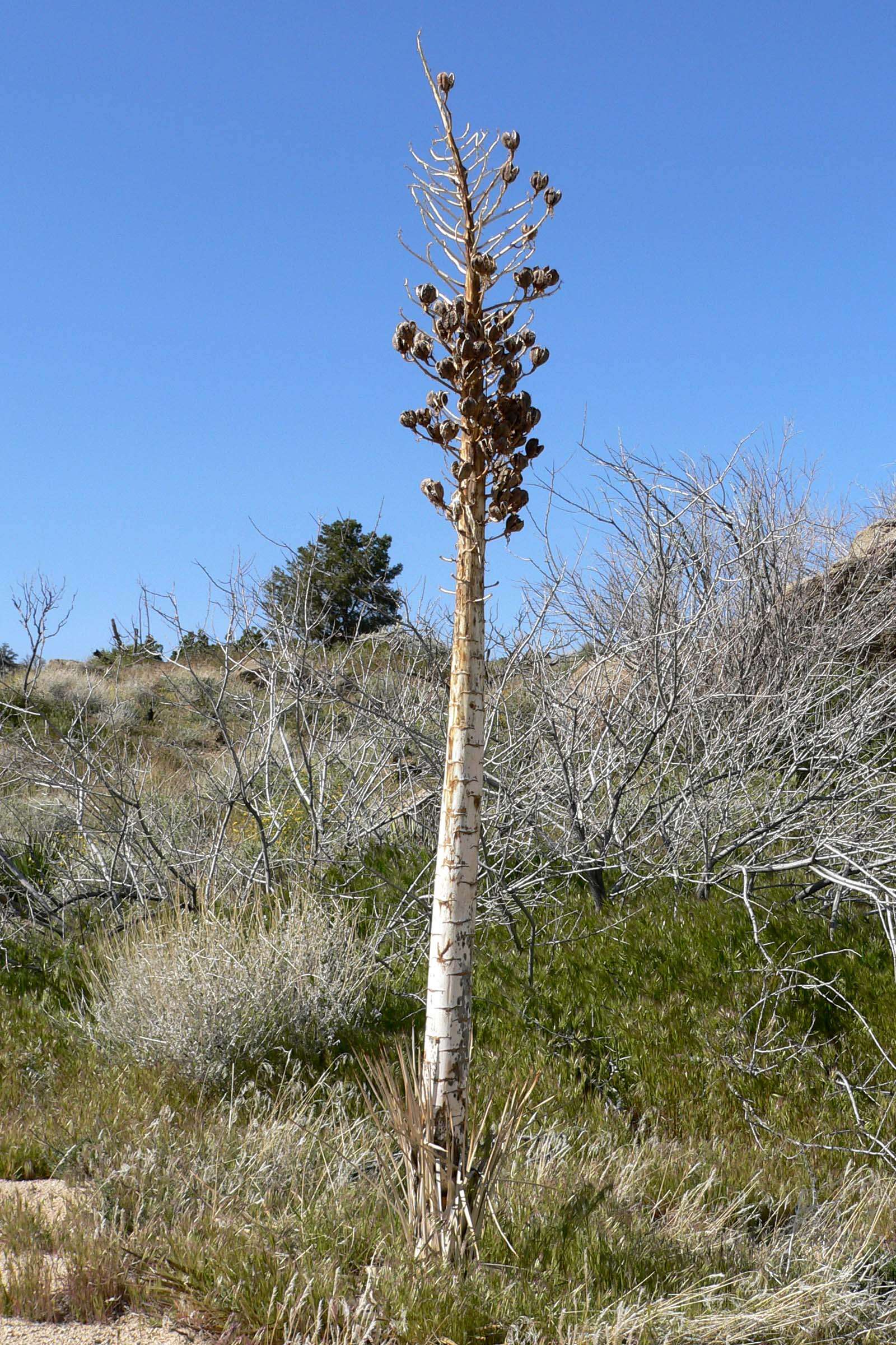 Image of hesperoyucca