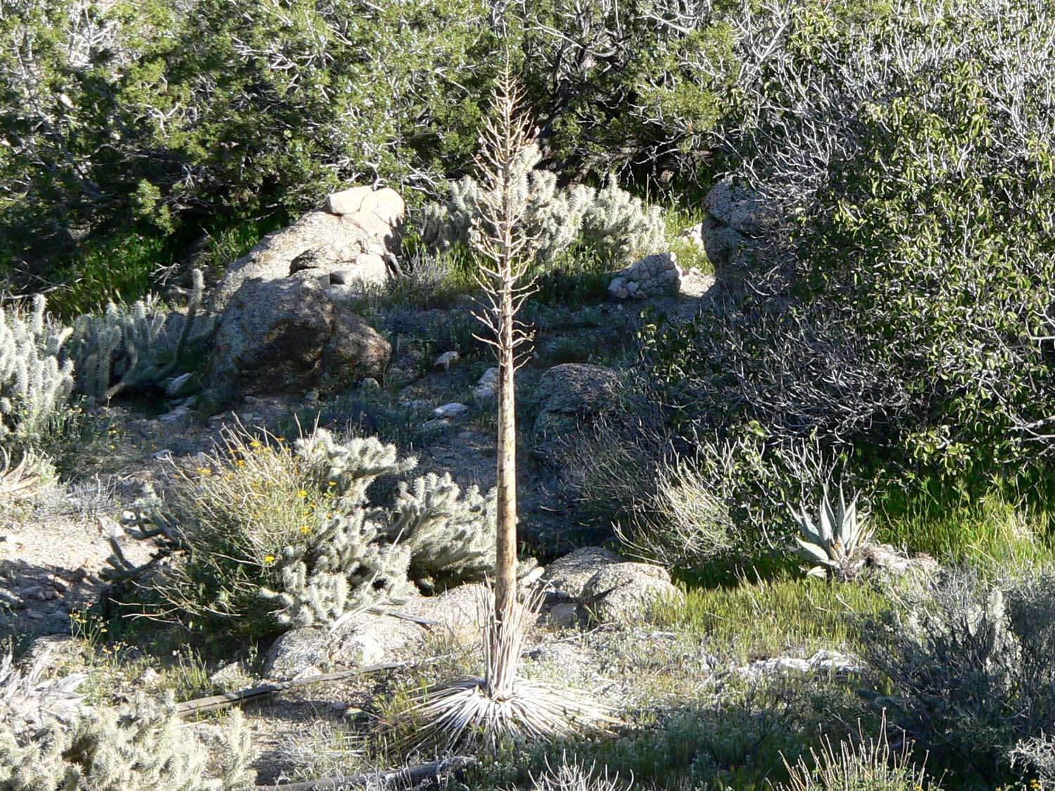 Image of hesperoyucca