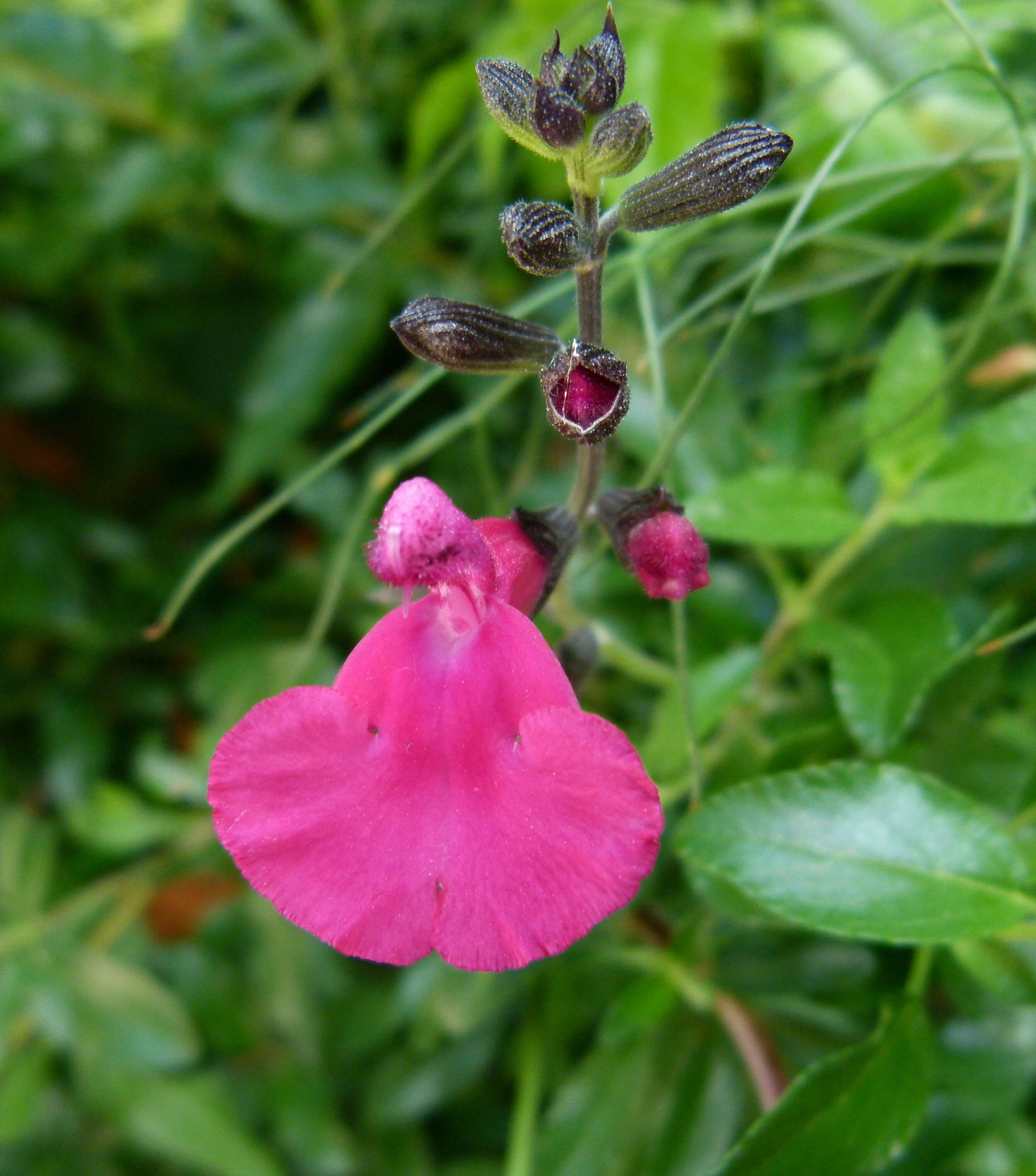 Salvia microphylla Kunth resmi