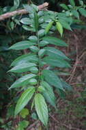 Image of Rhamnus formosana Matsum.