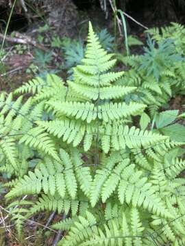 Gymnocarpium robertianum (Hoffm.) Newman resmi