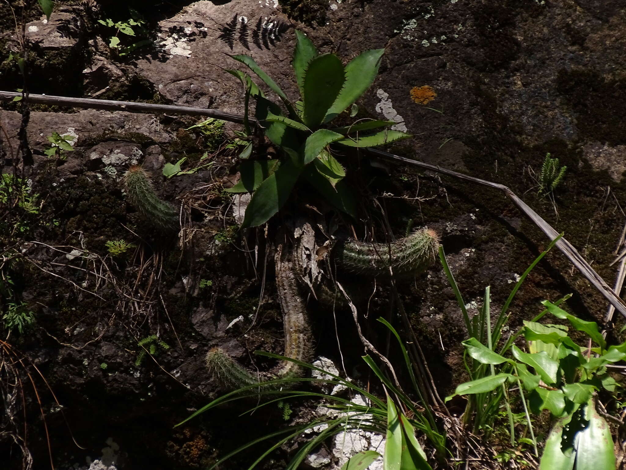 Image of Echinocereus ortegae Rose