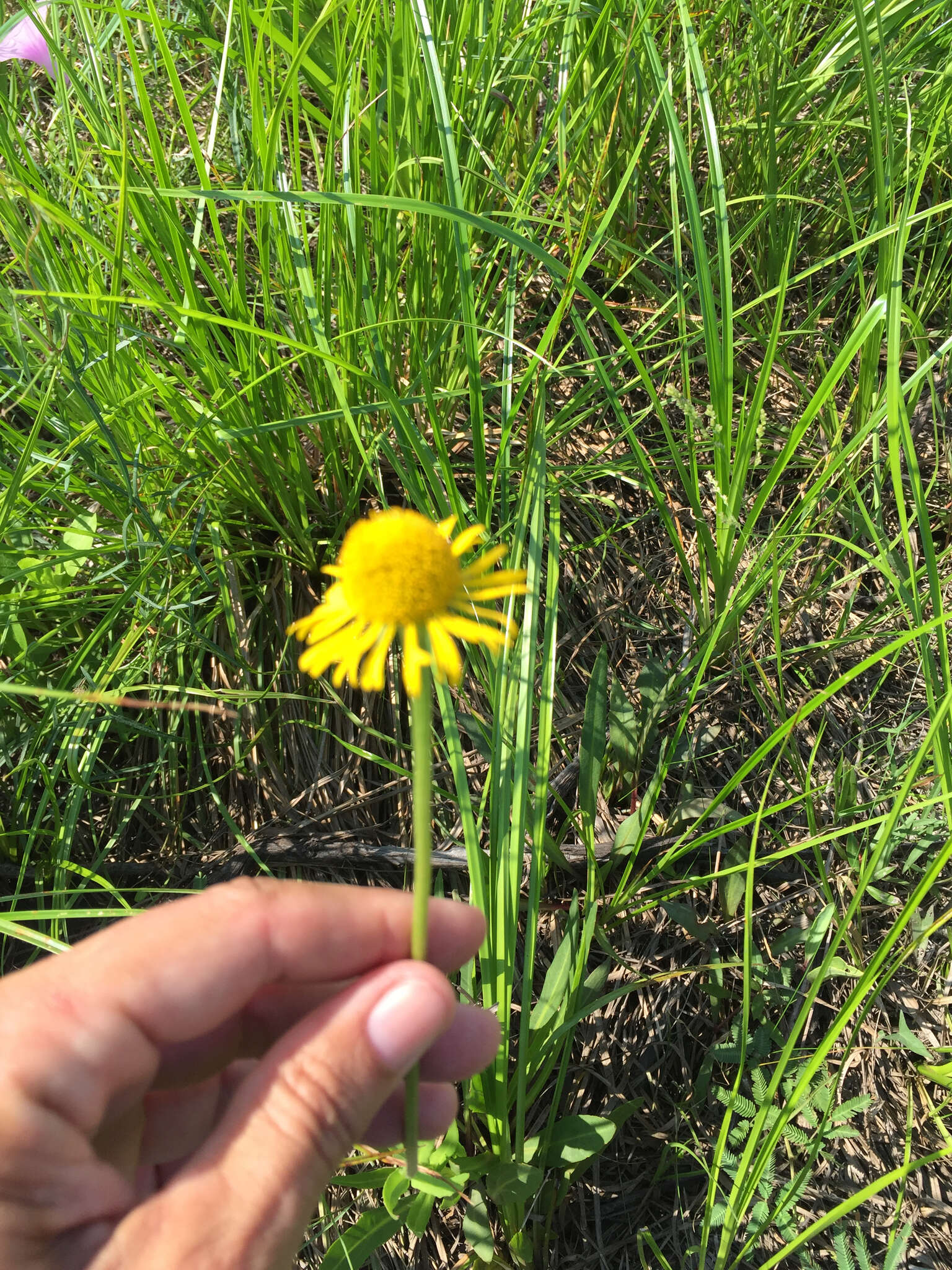 Imagem de Helenium drummondii H. Rock