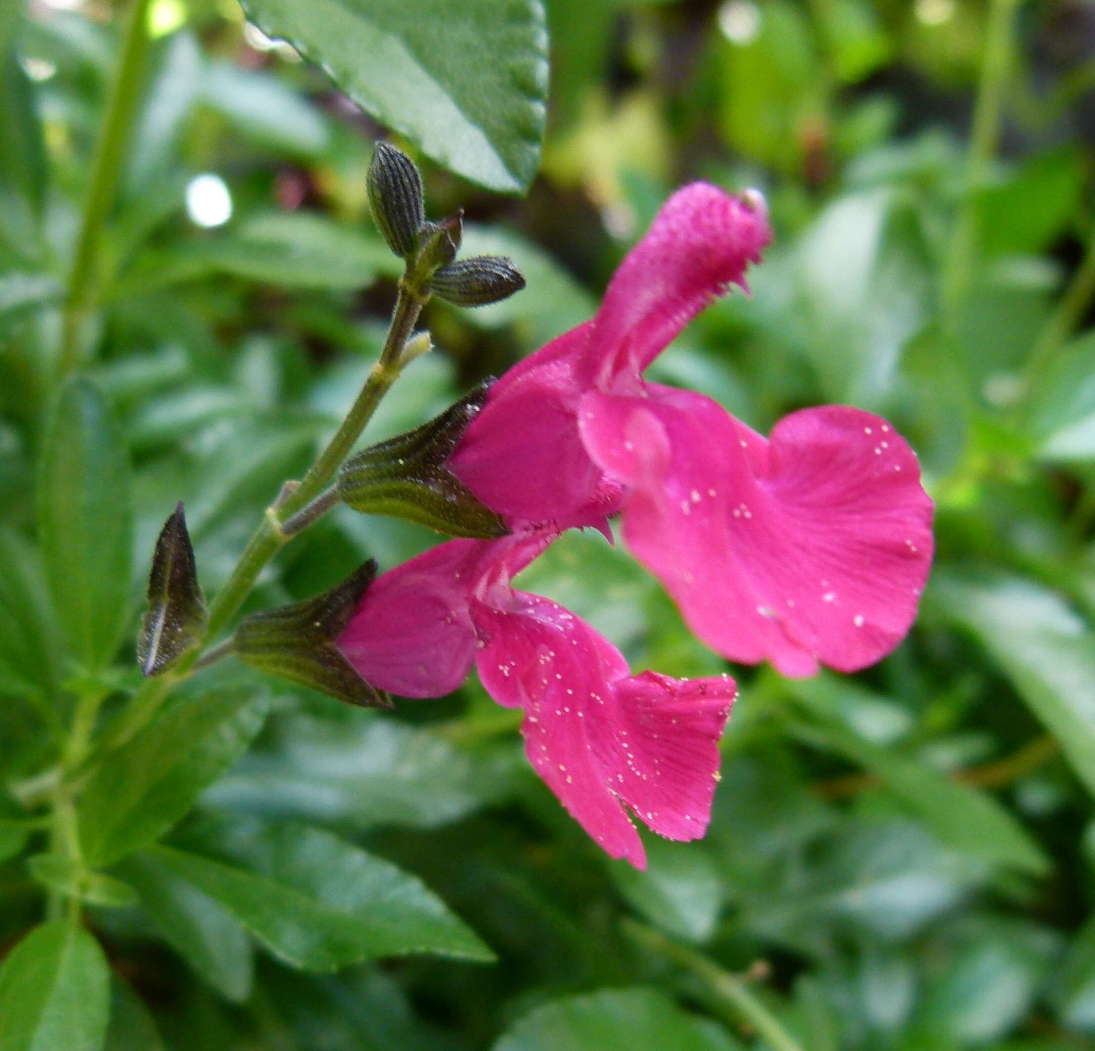 Salvia microphylla Kunth resmi