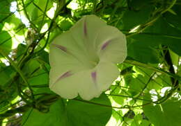 Image of tall morning-glory