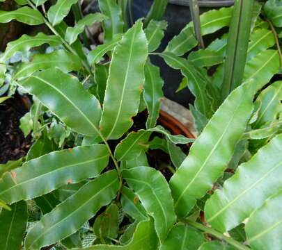 Image of swamp vine fern