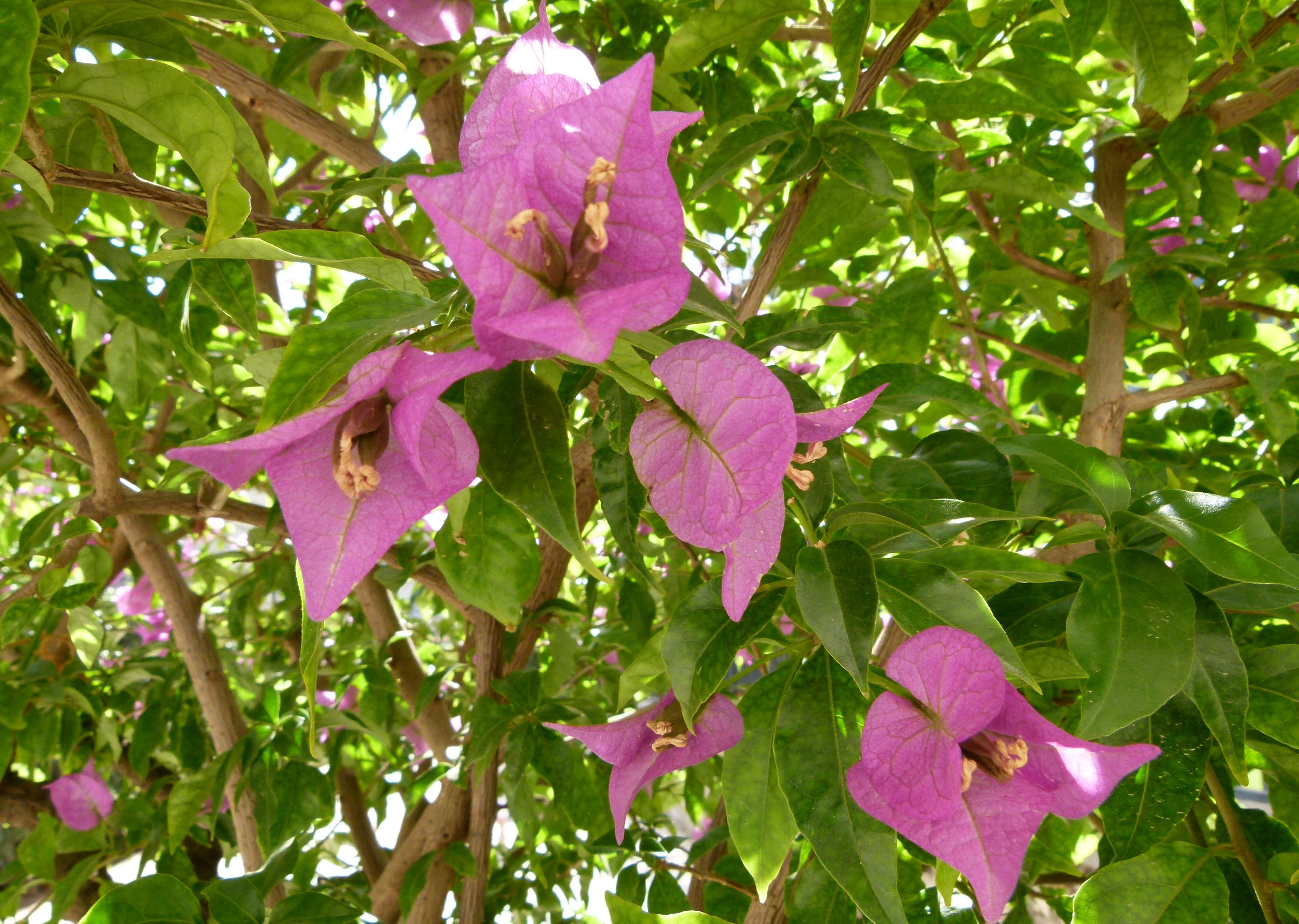 Plancia ëd Bougainvillea glabra Choisy