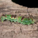 Image of Witch Hazel Dagger