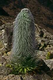 Image de Lobelia telekii Schweinf.