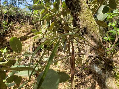 Plancia ëd Epidendrum anisatum Lex.