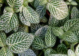 صورة Fittonia albivenis (Lindl. ex Veitch) R. K. Brummitt