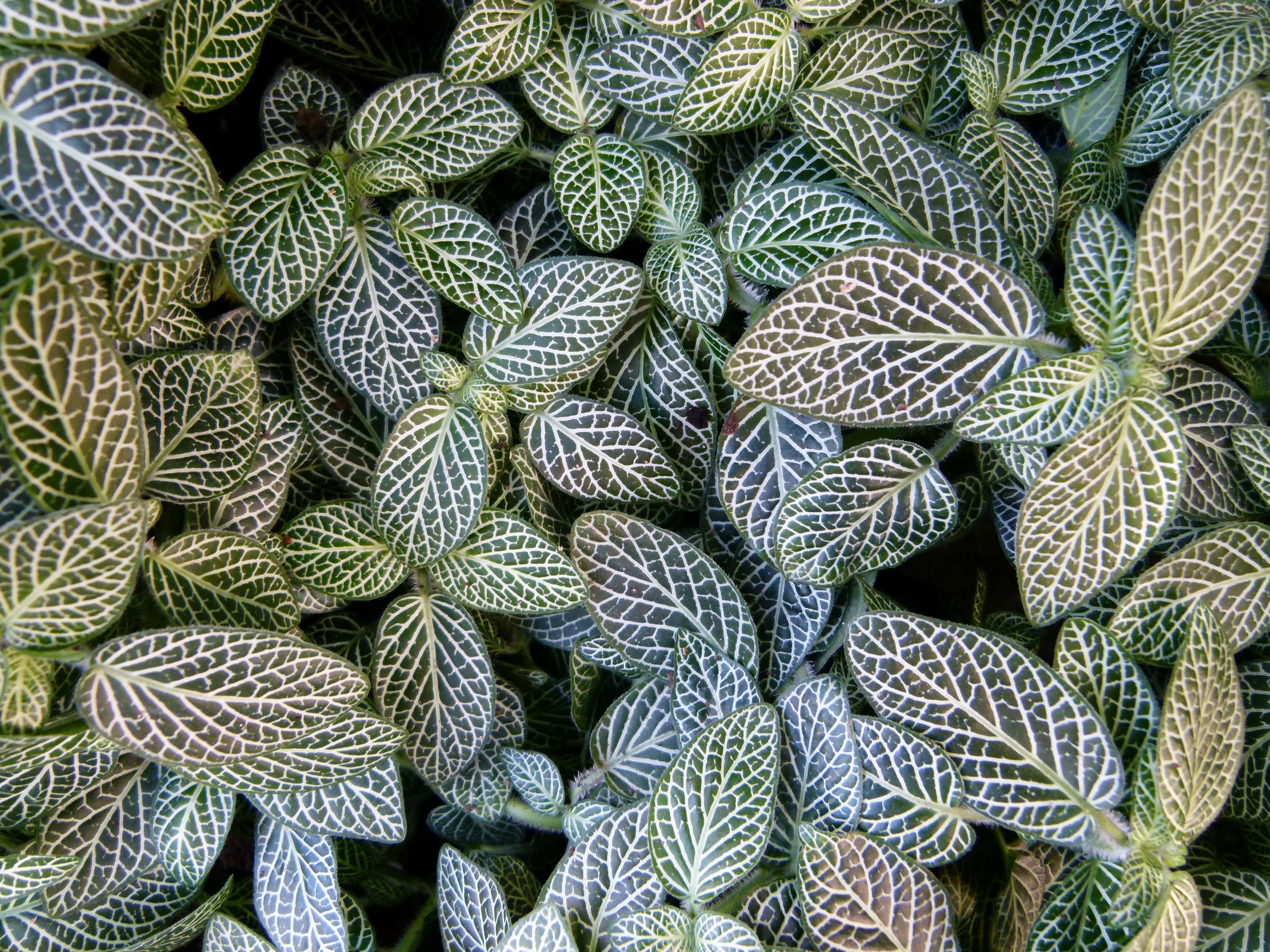 Fittonia albivenis (Lindl. ex Veitch) R. K. Brummitt resmi