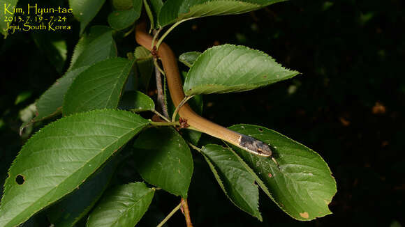 صورة Sibynophis chinensis (Günther 1889)