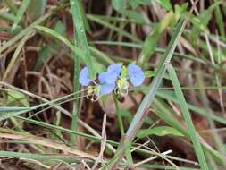 Image of whitemouth dayflower