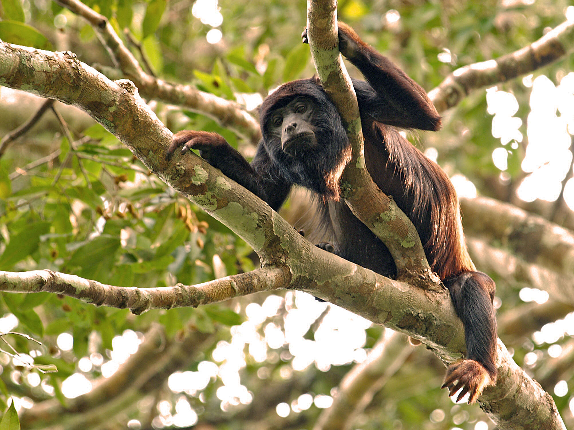 Image of Red-handed Howling Monkey