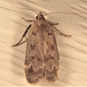 Image of Dark-headed Aspen Leafroller Moth