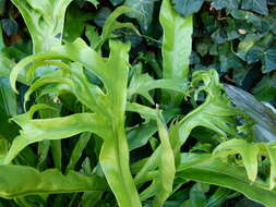 Image of climbing birdsnest fern