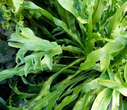 Image of climbing birdsnest fern