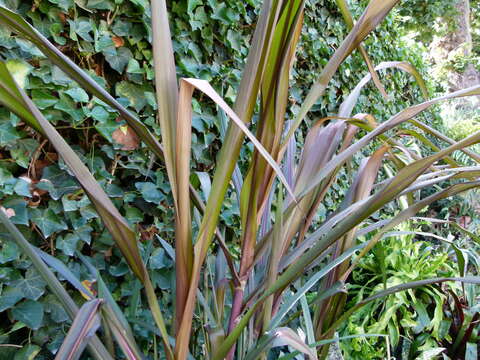 Image of sugarcane