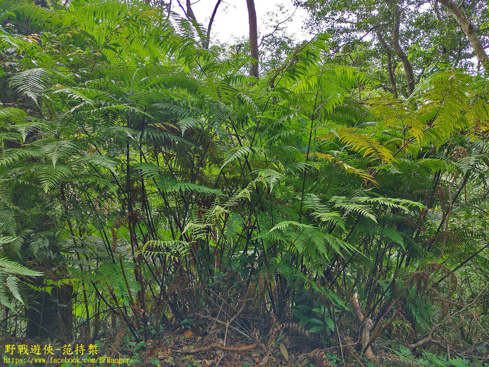 Image of Borneo Golden Fern