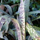 Image of Aechmea fosteriana L. B. Sm.