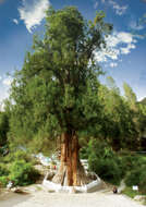 Image of Tsangpo cypress