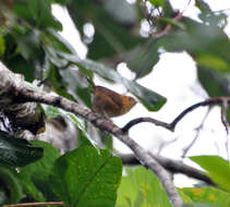 Image of Ochraceous Wren